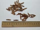 Ясень белоцветный семена (20 шт) (Fraxinus ornus) белый манный или манновый - изображение 6