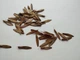 Ясень белоцветный семена (20 шт) (Fraxinus ornus) белый манный или манновый - изображение 7