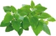 Wkład wymienny Click&Grow Kocimiętka 3 kapsułki (4742793007465) - obraz 1