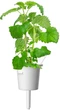 Wkład wymienny Click&Grow Kocimiętka 3 kapsułki (4742793007465) - obraz 3