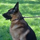 Поводок-удавка для собак BronzeDog S/М из альпинистского шнура черно-фиолетовый 183 см 47329 - изображение 4