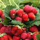 Саджанці Яскрава Полуниця Хоней (Honey) контейнер 0.5 л (45495) - зображення 2