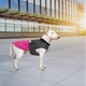 Попона Pet Fashion Roy для собак малиновий/сірий 6XL - изображение 7