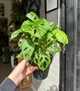 Монстера Адансона / Monstera Adansonii 40 см висота 778 - изображение 1