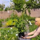 Горец изменчивый. Контейнер 4 л - изображение 2