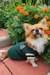 Классический жилет для собак Pet Style "V-вырез" Зеленый L - изображение 2