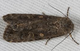 Феромонная ловушка на томатную совку-Spodoptera exigua (ловушка + феромон) - изображение 2