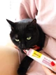 Паста GimCat для котів виведення шерсті зі шлунку Every Day Malt-Soft Paste Extra 100 г - зображення 6