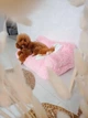 Меховой диван лежак для собак лежанка для собак и кошек спальное место для животных съемный чехол 66х37х33 см Incor Розовый (MDL3) - изображение 7
