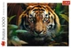 Пазли Дикий тигр (1000 елементів). Trefl - изображение 3