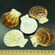Гребінець пектен радула PECTEN RADULA за 200 грам - зображення 1
