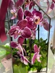 Флораріум з орхідеєю "Фаленопсис" Plants room - зображення 3