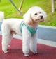 Шлейка анатомічна та повідець Kafuli Pet Collection для собак та кішок 3-15 кг L Блакитний - зображення 3