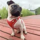 Шлейка анатомічна та повідець Kafuli Pet Collection для собак та кішок 3-15 кг L Червоний - зображення 2