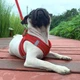 Шлейка анатомічна та повідець Kafuli Pet Collection для собак та кішок 3-15 кг L Червоний - зображення 5
