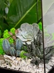 Флораріум з сукулентами "Plants room" h 30 см - изображение 2