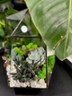 Флораріум з сукулентами "Plants room" h 30 см - изображение 3