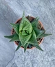 Суккулент Хавортия Лимифолия (Haworthia limifolia) D5 см (472) - изображение 2