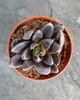 Сукулент Эхеверия Аффинис Черный рыцарь (Echeveria Affinis Black Knight) D5 см (8347) - изображение 2