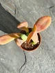 Суккулент Каланхоэ Орикула (Kalanchoe Oricula) D5 см (7956) - изображение 2