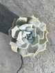 Суккулент Эхеверия Лола (Echeveria Lola) D5 см (7965) - изображение 2