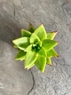 Сукулент Ехеверія Агавовидна ліпстік (Echeveria agavoides Lipstick) D5 см (1453) - зображення 1