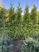 Туя Gold Brabant 3.5 +м - изображение 1