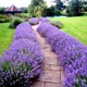 Саженцы Яскрава Лаванда Munstead (контейнер 2 л) (41273) - изображение 2