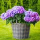 Саженцы Яскрава Гортензия Bouquet Rose контейнер 2.0 л (58852) - изображение 2