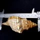 Морські раковини фасціоларію трапезіум TRAPEZIUM FASCILARIUM, розмір: довжина 10-11 см - зображення 2