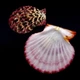 Морские раковины гребешок фалиум GLORIPHALIUM PALLIUM, размер: 5.5-6.5 см - изображение 1