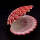 Морские раковины гребешок фалиум GLORIPHALIUM PALLIUM, размер: 5.5-6.5 см - изображение 3
