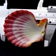 Морские раковины гребешок фалиум GLORIPHALIUM PALLIUM, размер: 5.5-6.5 см - изображение 4
