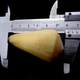 Морські мушлі Конус CONUS VIRGO, розмір: довжина 5-6 см - зображення 3