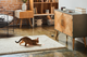Компактна HD-камера Petcube Play 2 (PP20US) - зображення 3