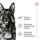 Сухой корм для собак крупных пород Royal Canin Maxi Adult, 4 кг - изображение 6