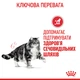 Сухой корм для кошек Royal Canin Urinary Care профилактика мочекаменной болезни, 10 кг - изображение 6