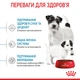 Сухой корм для собак Royal Canin Mini Starter мелких пород в период беременности и лактации, 1 кг - изображение 5