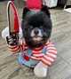 Костюм для маленьких собак до 4.5кг Розмір S Good Dogs Red Blue - зображення 3