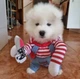 Костюм для маленьких собак до 4.5кг Розмір S Good Dogs Red Blue - зображення 4