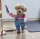Костюм для маленьких собак до 4.5кг Розмір S Good Dogs Red Blue - зображення 12