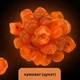 Кумкват оранжевый цукат (вяленый мандарин) 1 кг Clear (KKO-R-1000) - изображение 4