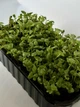 Микрозелень редис растущая 70 г - изображение 1