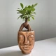Бонсай Фикус Гинсенг Микрокарпа Ficus Microcarpa Ginseng, 10х30см в кашпо бронза (15549) - изображение 1
