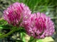 Газонна трава GL Seeds Конюшина червона (клевер), 30 г (295-PROF) - зображення 4