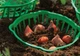 Корзинка для луковиц Form-Plastic Овальная 20 (1250-017) - изображение 2