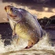 Алмазна мозаїка (вишивка) Короп, 40х40см, повна викладка, квадратні камені, без підрамника AS4468 - зображення 1