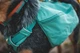 Шлейка-рюкзак для собаки Ruffwear Front Range™ S Зеленый (50601-355S) - изображение 9