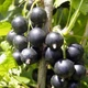 Саженцы смородины черной Селеченская 2 - ранняя, сладкая, крупноплодная - изображение 2