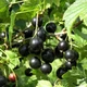 Саженцы смородины черной Ядреная - средне-поздняя, крупноплодная, скороплодная - изображение 2